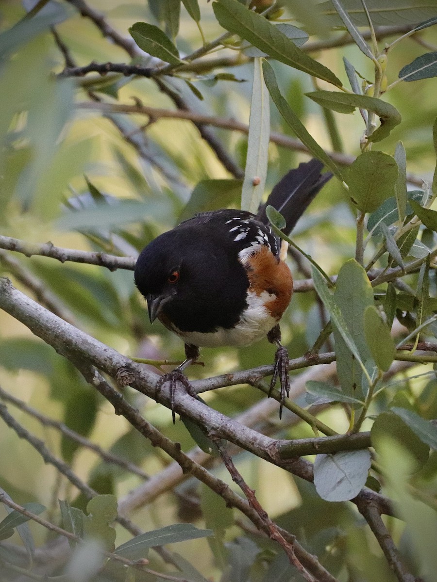 Spotted Towhee - ML467855451