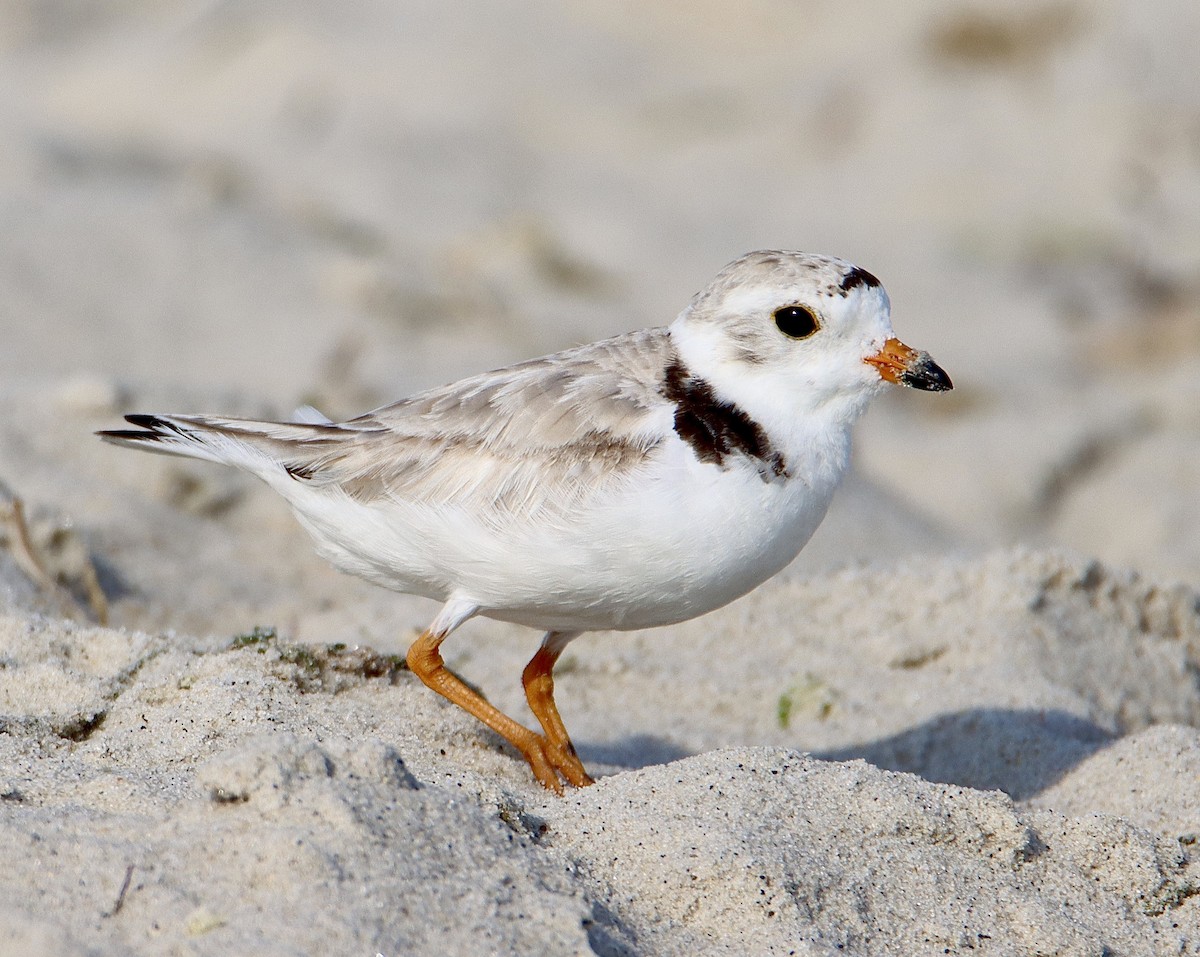 Piping Plover - ML467855741