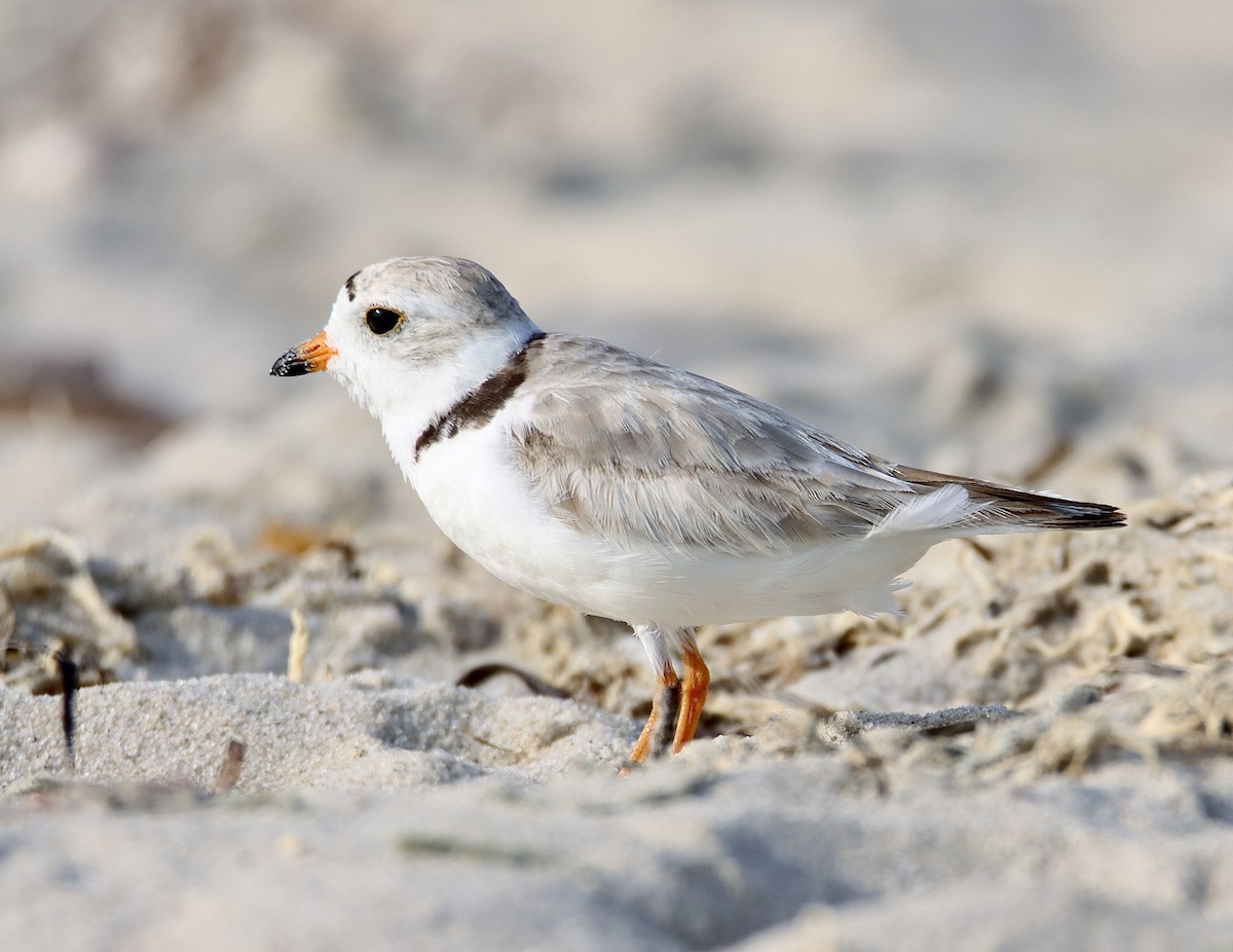 Piping Plover - ML467855771
