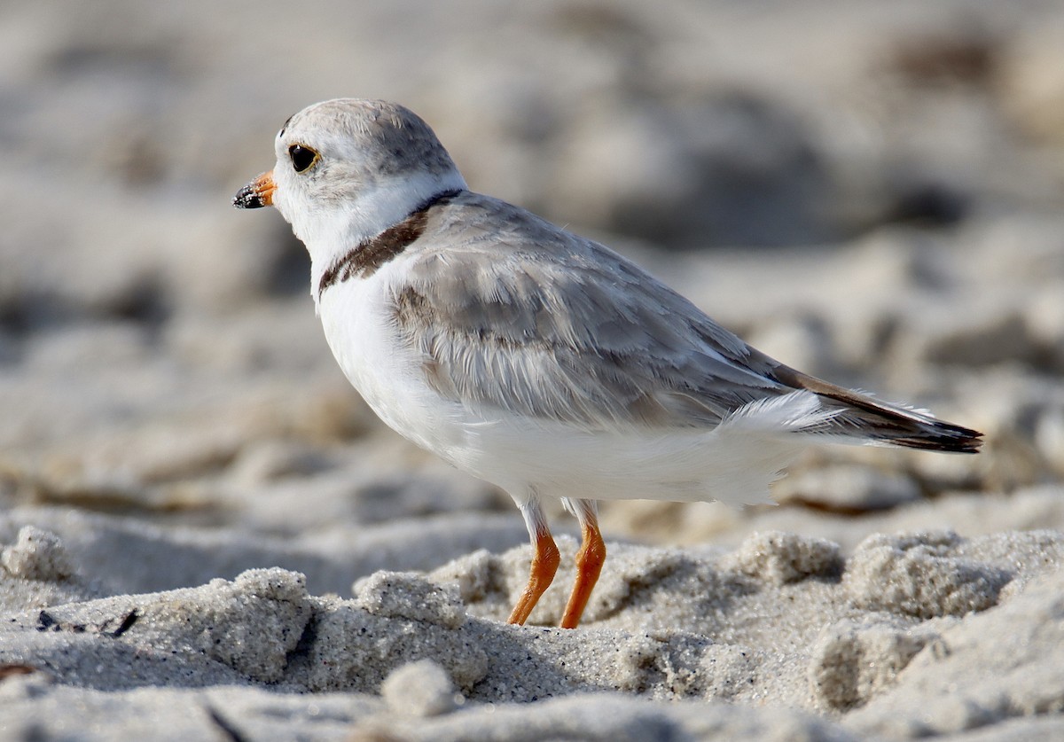 Piping Plover - Francis Porter