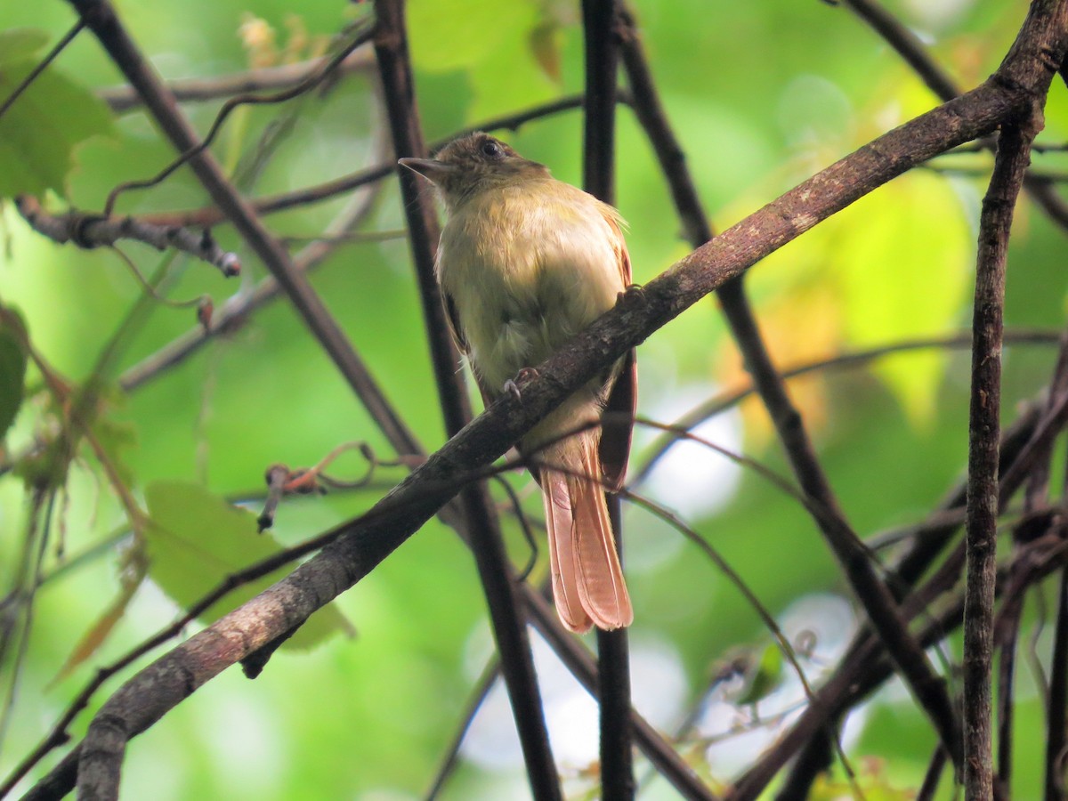 Sepia-capped Flycatcher - ML467856361