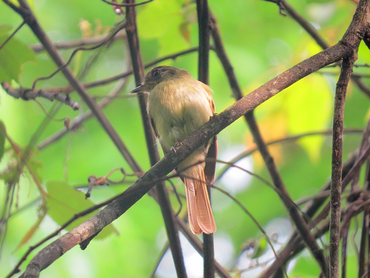Sepia-capped Flycatcher - ML467856371