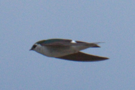 Violet-green Swallow - ML467862131