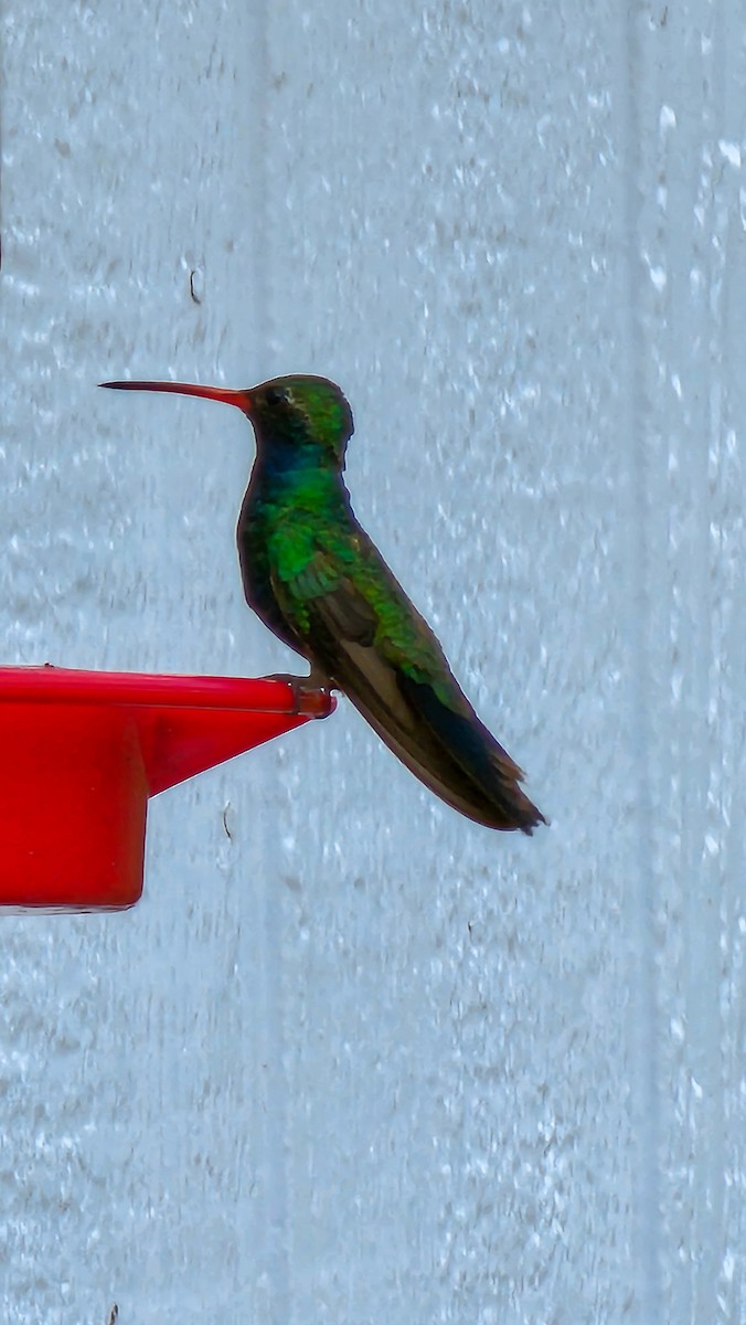 Broad-billed Hummingbird - ML467865211