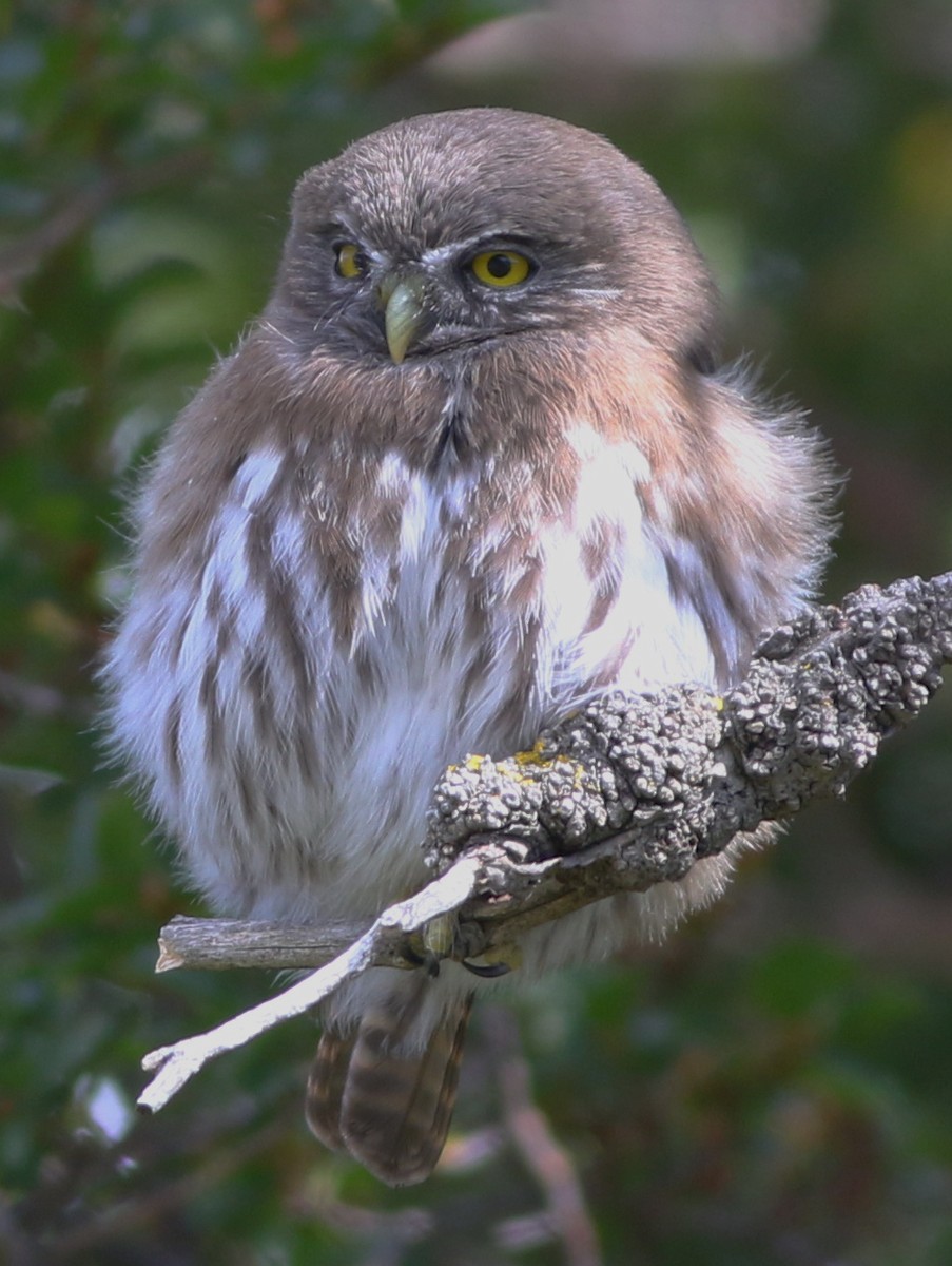 Austral Pygmy-Owl - ML46786801