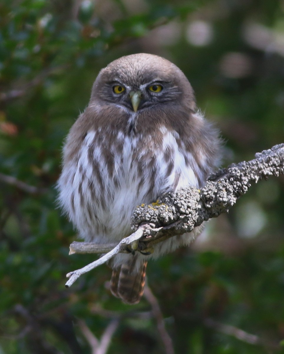 Austral Pygmy-Owl - Derek Stokes