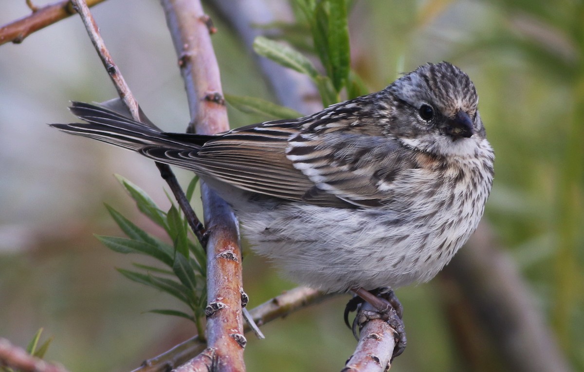 Rufous-collared Sparrow - Derek Stokes