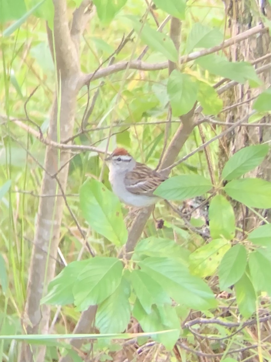 Chipping Sparrow - ML467877501