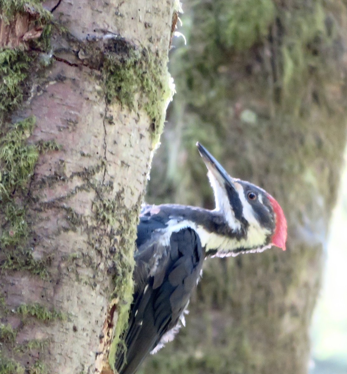 Pileated Woodpecker - ML467882481