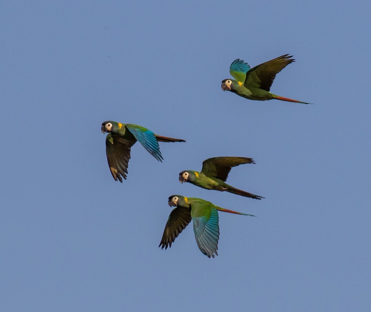Yellow-collared Macaw - ML467882761