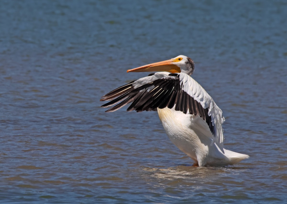 pelikán severoamerický - ML467886761