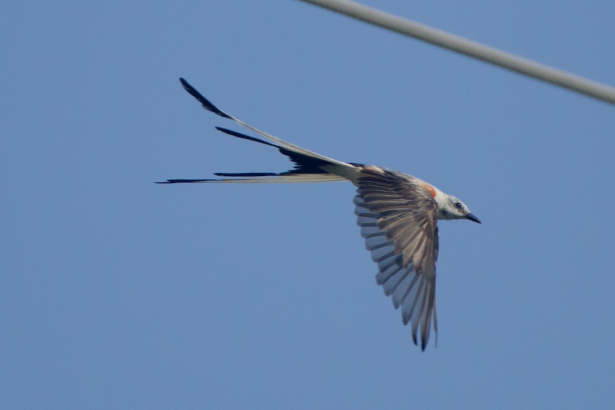 Scissor-tailed Flycatcher - Dario Taraborelli