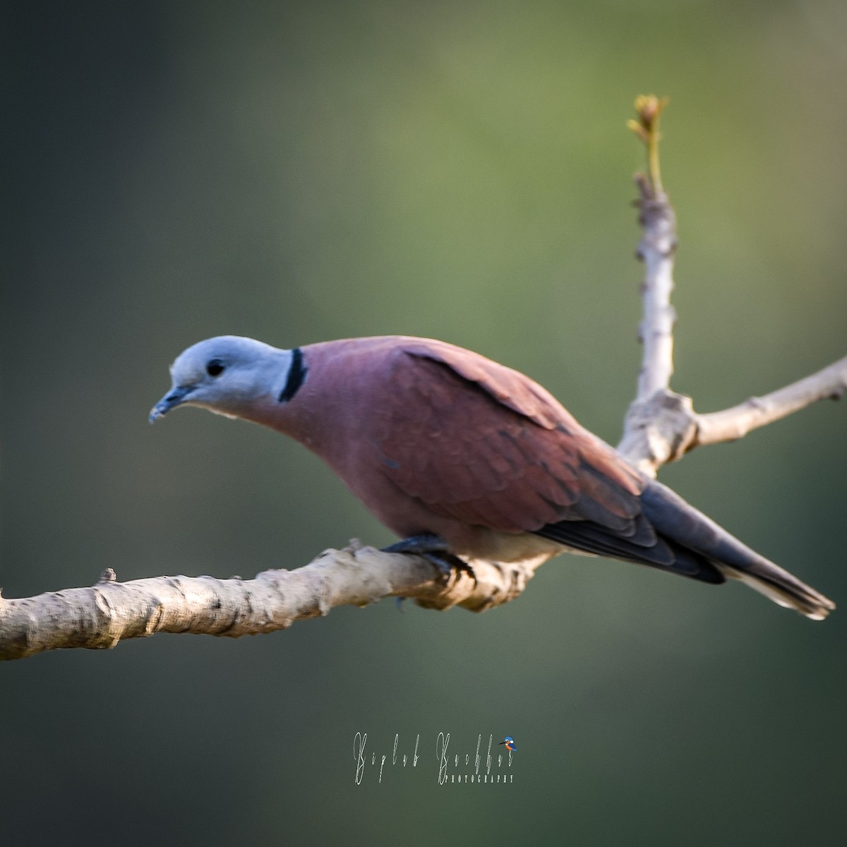 Red Collared-Dove - ML467893381
