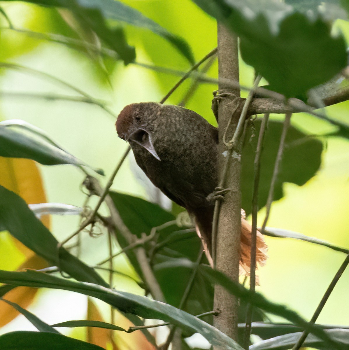Scaled Spinetail - ML467911841