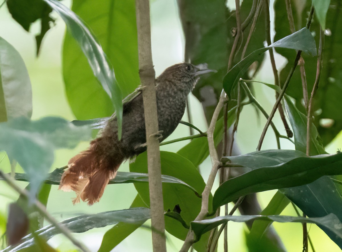 Scaled Spinetail - ML467911861