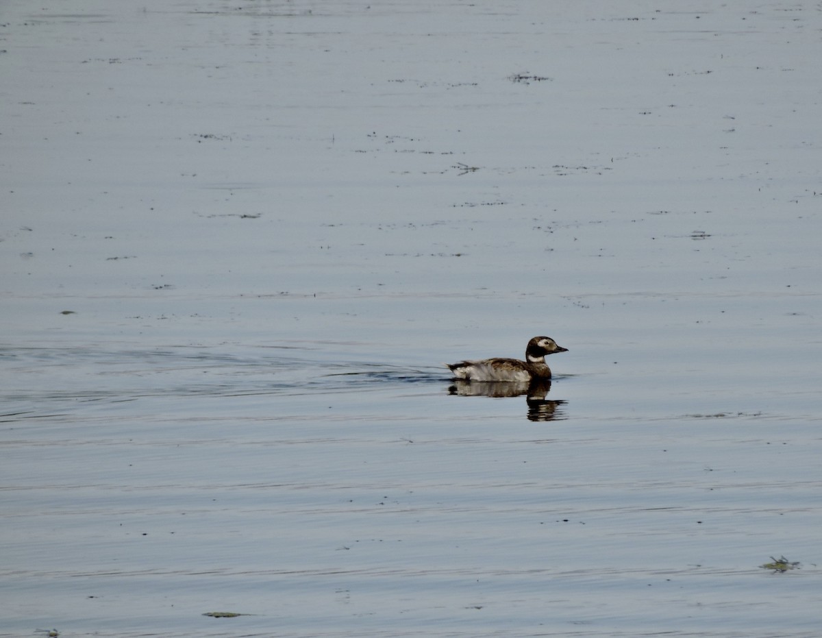 Long-tailed Duck - ML467918131