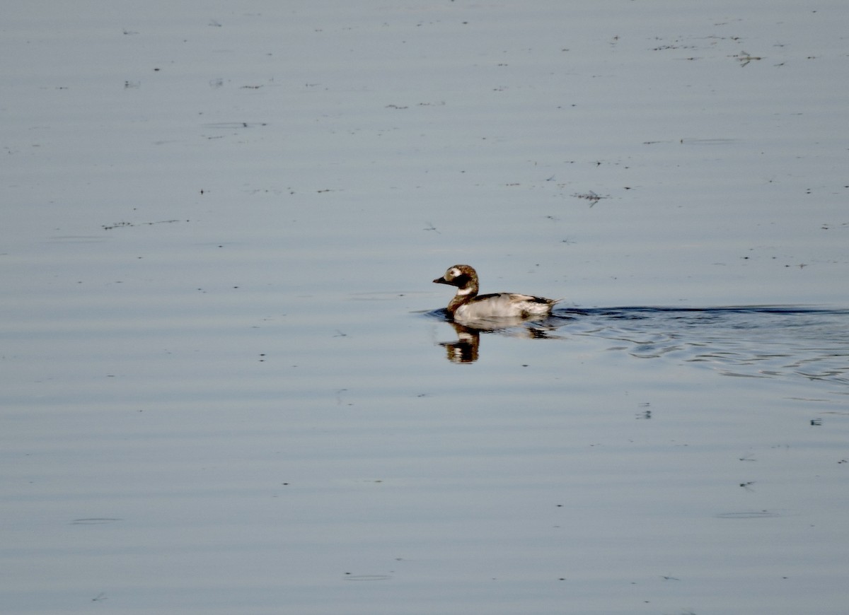 Long-tailed Duck - ML467918171
