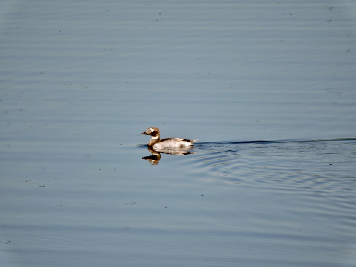 Long-tailed Duck - ML467918201