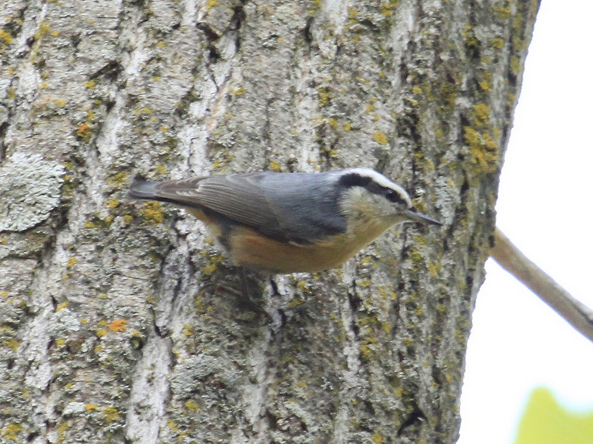 Red-breasted Nuthatch - ML46792191