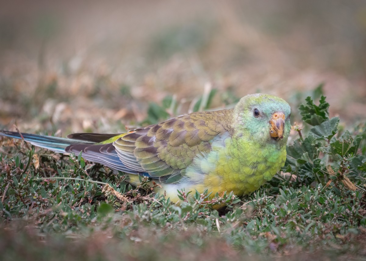 Red-rumped Parrot - ML467932281