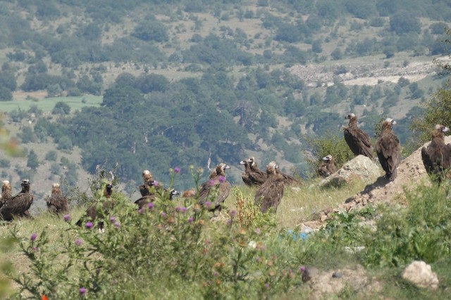 Breeding habitat; Bolu, Türkiye. - Cinereous Vulture - 