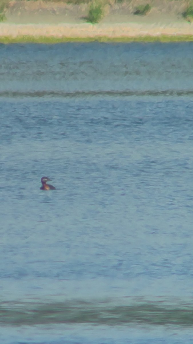 Red-necked Grebe - ML467934751