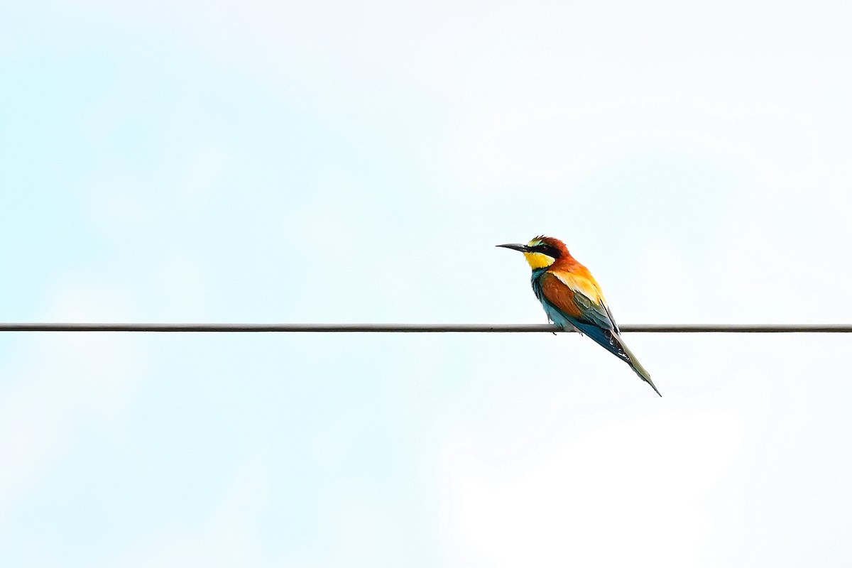 European Bee-eater - Matteo Porfiri