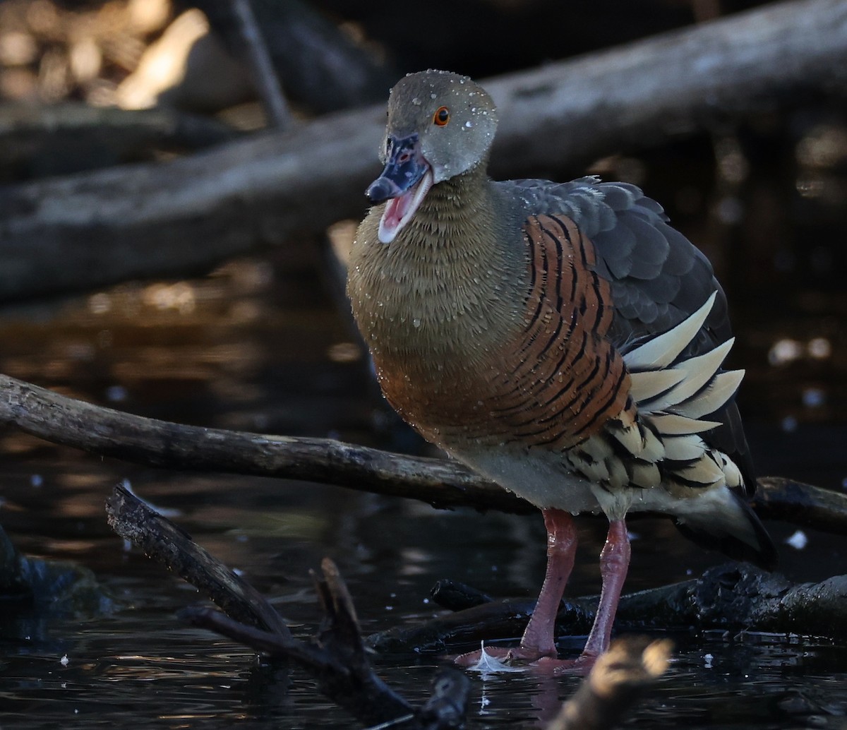 Plumed Whistling-Duck - Andy Gee