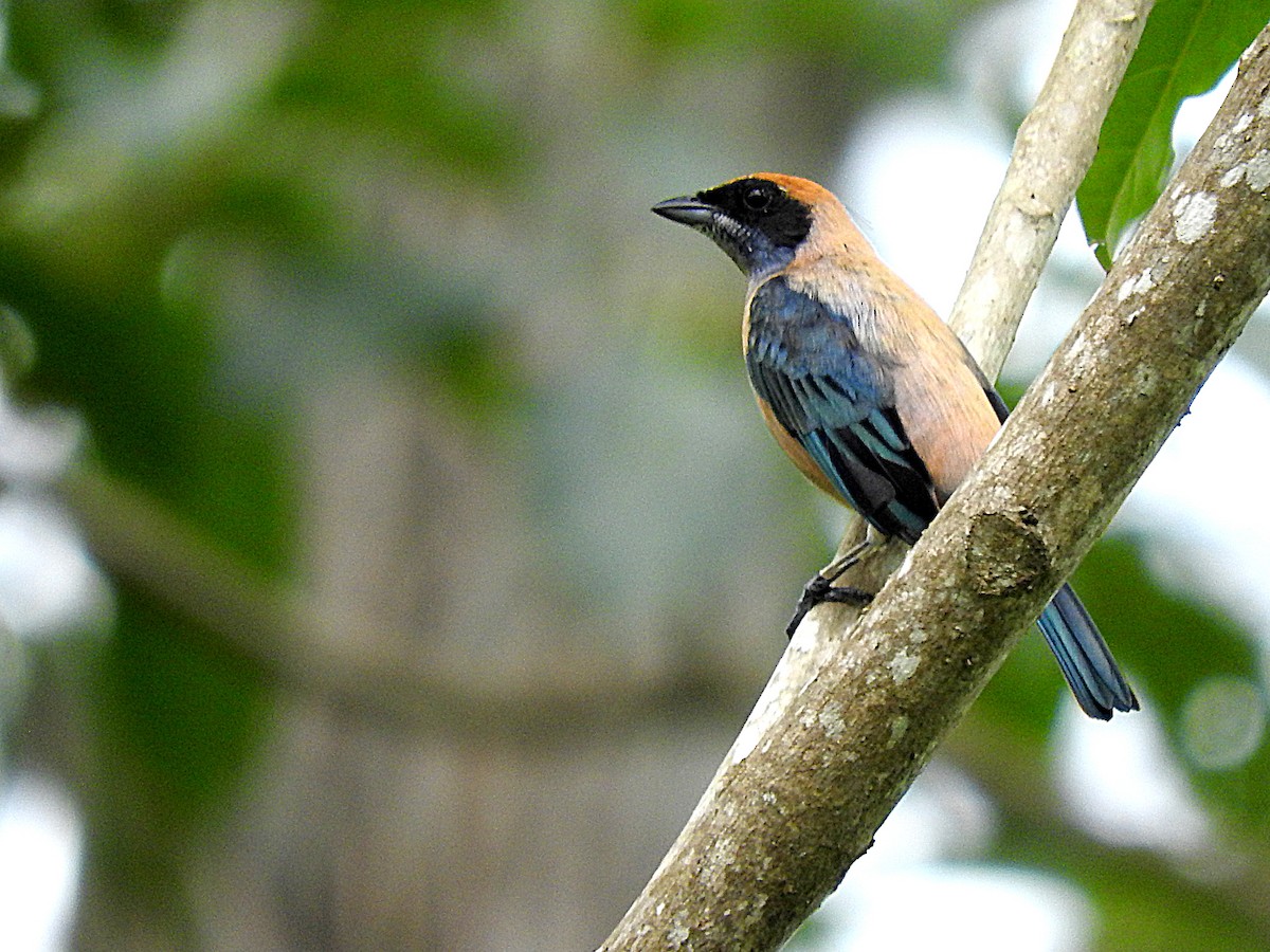 Burnished-buff Tanager - ML467951831