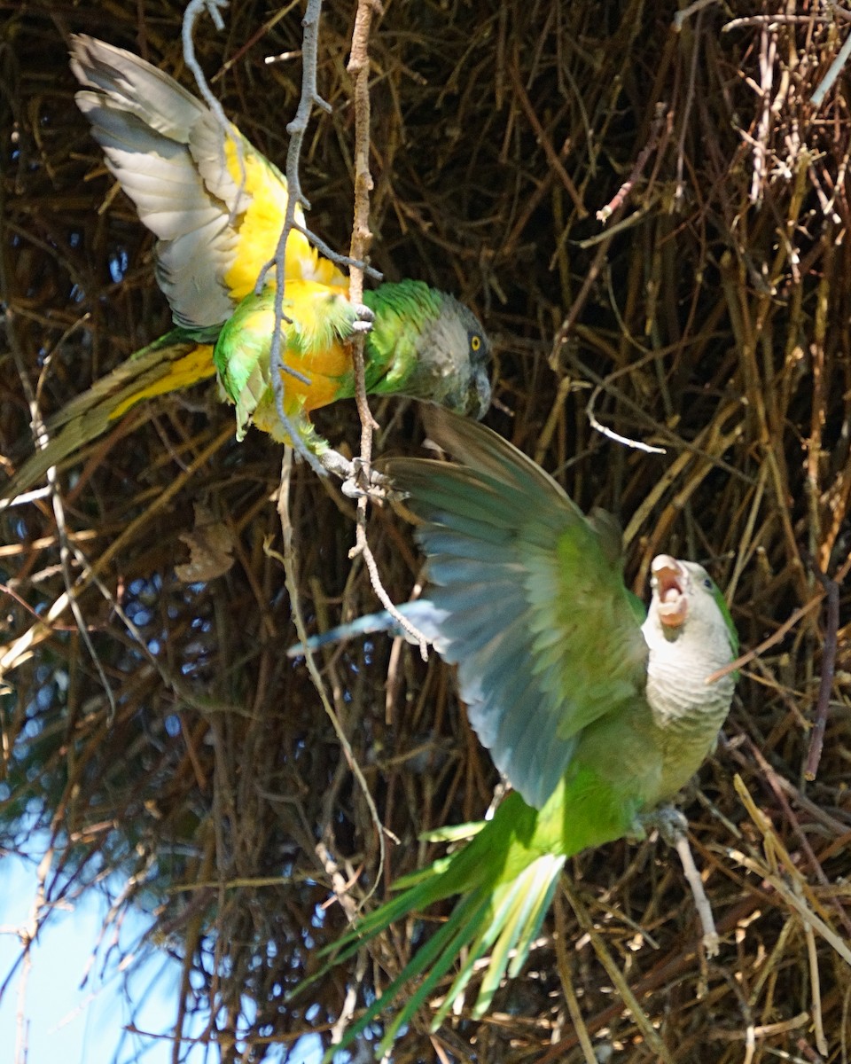 Senegal Parrot - ML467953741