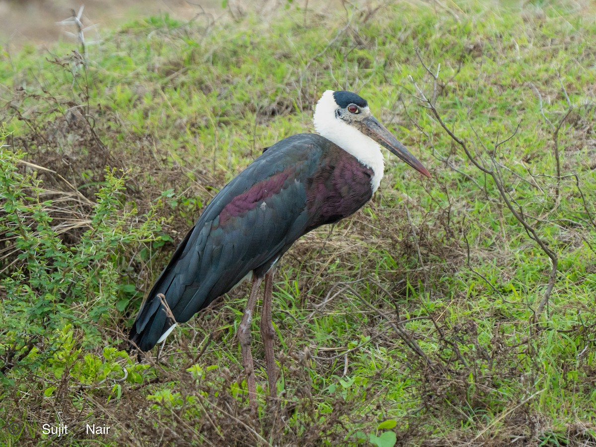 Asian Woolly-necked Stork - ML467954451