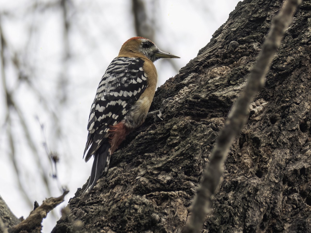 Rufous-bellied Woodpecker - ML467955641