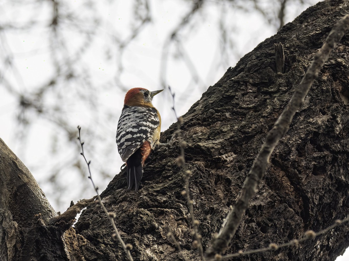 Rufous-bellied Woodpecker - Karl Hu