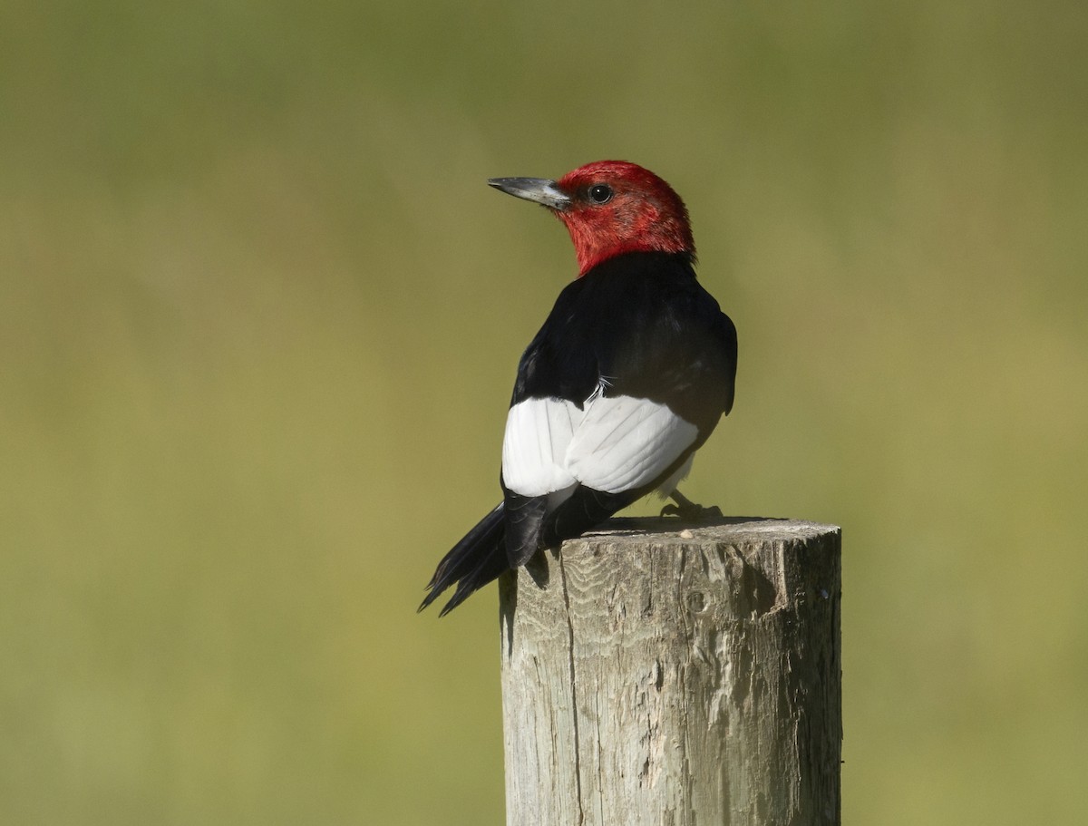 Red-headed Woodpecker - ML467957901