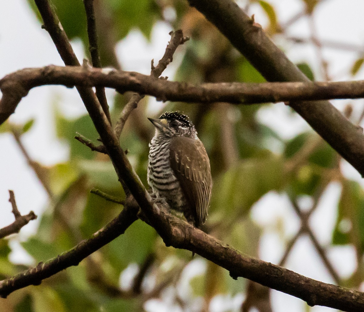 White-barred Piculet - ML467958041