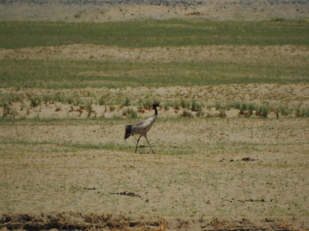 Black-necked Crane - ML467959441