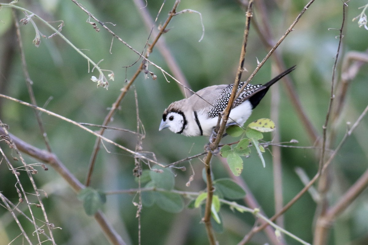 Double-barred Finch - Gil Ewing