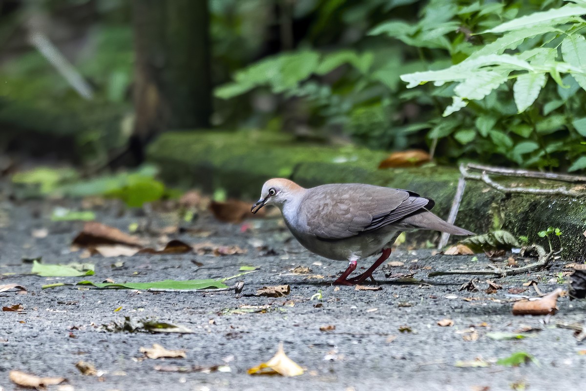 Gray-chested Dove - ML467967031