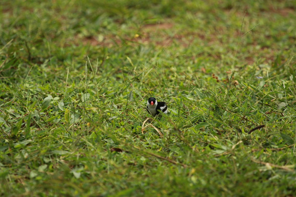 Pin-tailed Whydah - Krist Crommen