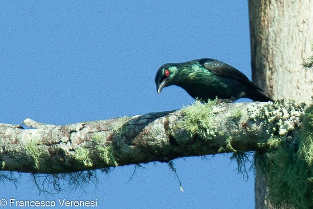 Short-tailed Starling - ML467968241