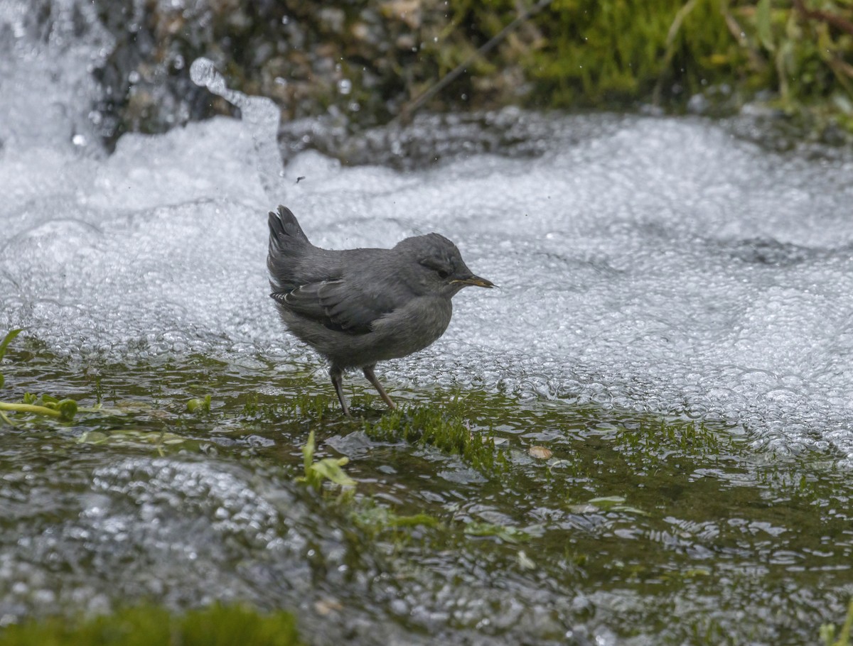 American Dipper - Terry Sohl
