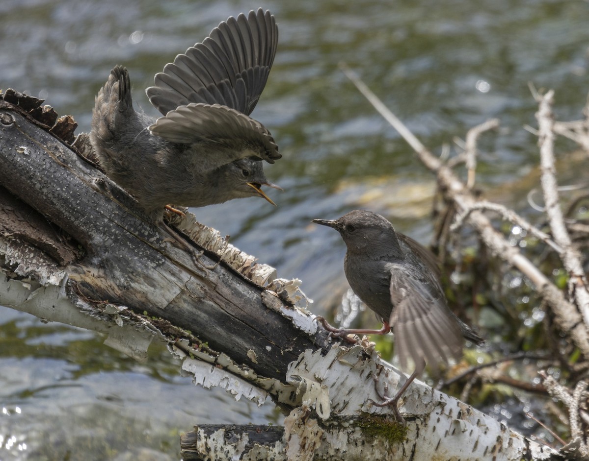 American Dipper - Terry Sohl