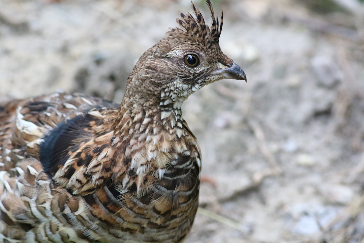 Ruffed Grouse - Lily Morello