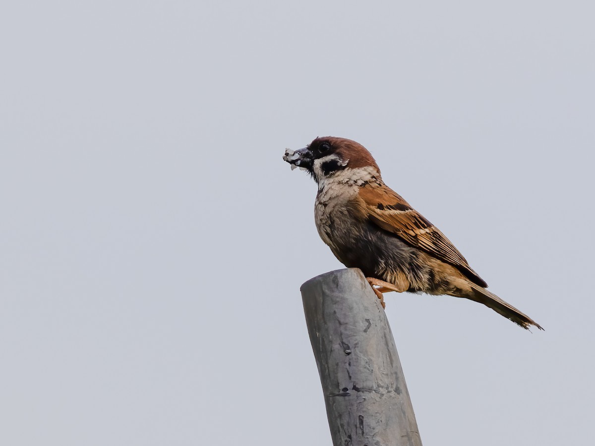 Eurasian Tree Sparrow - Charmain Ang