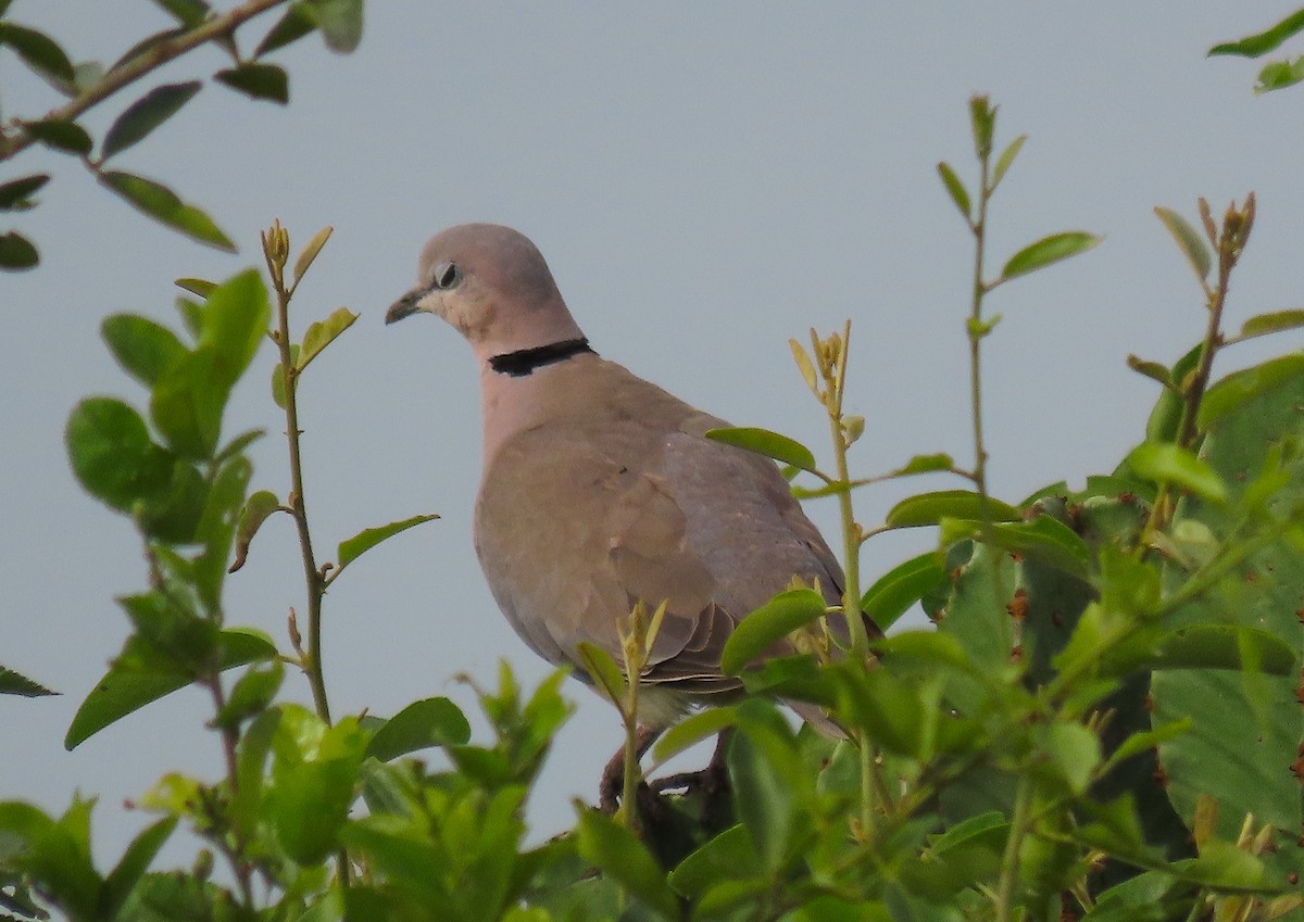 Ring-necked Dove - Ted Floyd