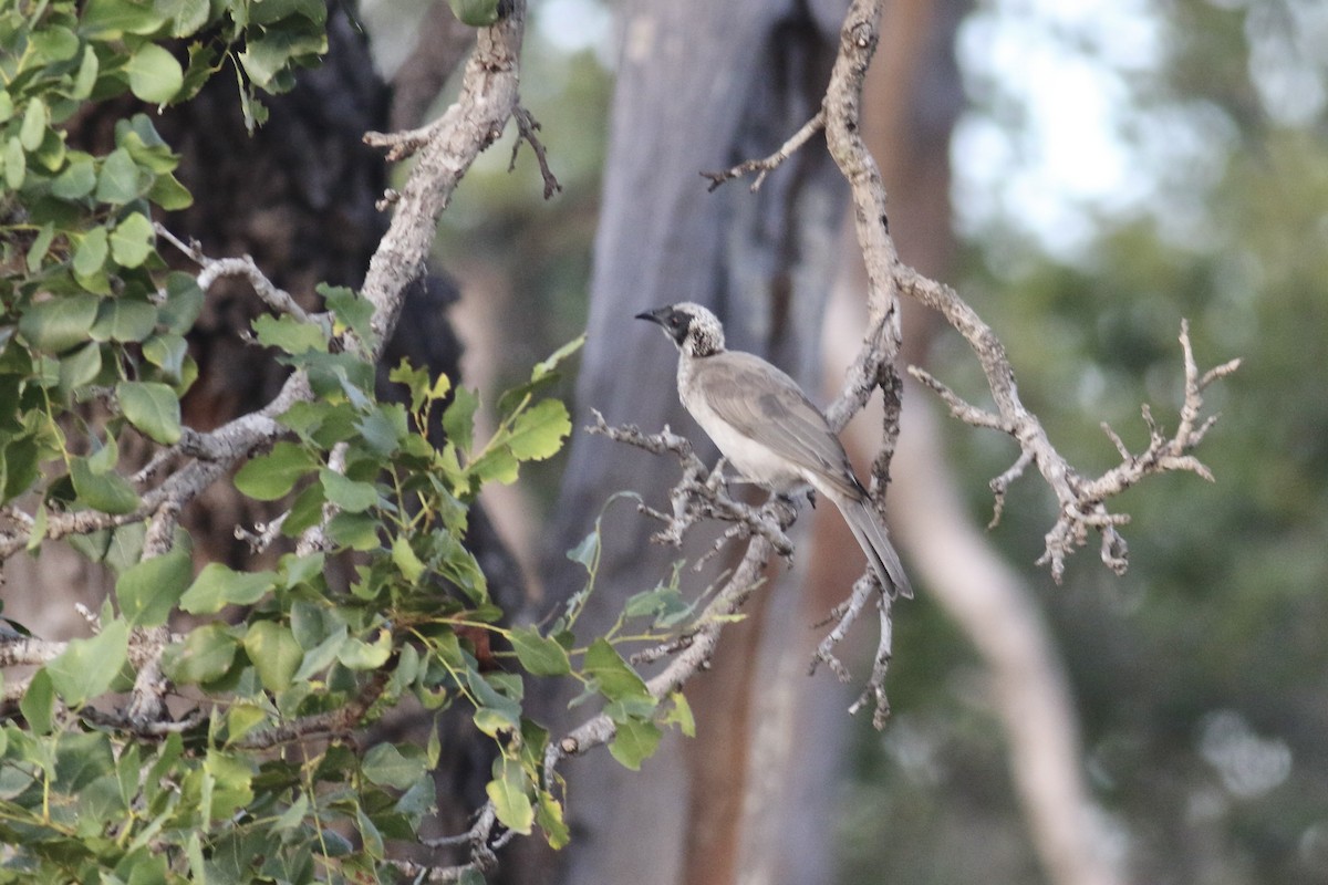 Silver-crowned Friarbird - Gil Ewing