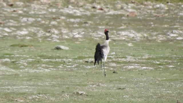 Black-necked Crane - ML467983171