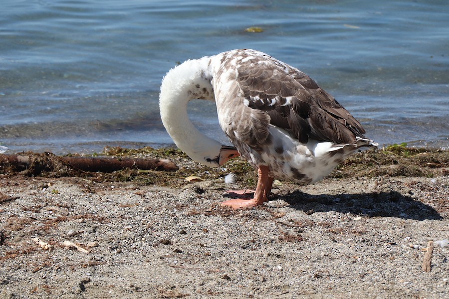 Graylag Goose x Mute Swan (hybrid) eBird