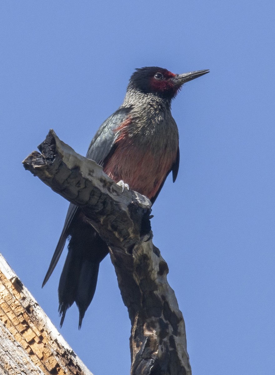 Lewis's Woodpecker - Terry Sohl