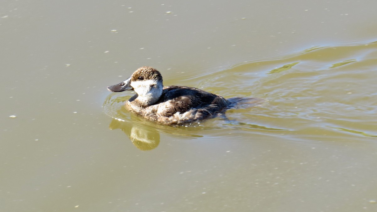 Ruddy Duck - Fred Peters